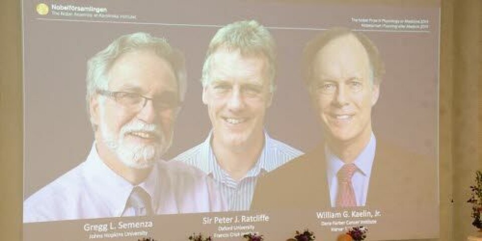 William G. Kaelin Jr, Sir Peter J. Ratcliffe och Gregg L. Semenza er årets vinnere av Nobelprisen i fysiologi/medisin. Foto: Maria Gustavsson/Dagens Medicin