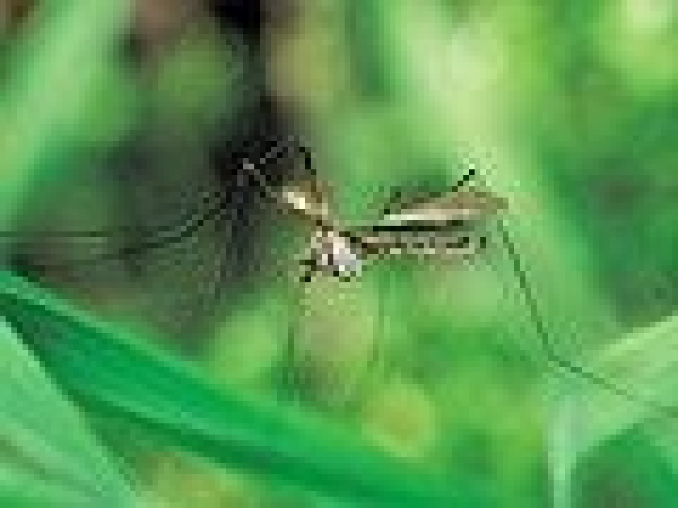 Mygg mot malaria
