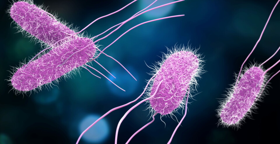SØKER ETTER FELLES SMITTEKILDE: Nå blir de som er smittet av salmonella intervjuet for å kartlegge om de kan ha en felles smittekilde, i følge NTB. Illustrasjonsfoto: GettyImages. Foto: SØKER ETTER FELLES SMITTEKILDE: Nå blir de som er smittet av salmonella intervjuet for å kartlegge om de kan ha en felles smittekilde, i følge NTB. Illustrasjonsfoto: GettyImages. Foto: