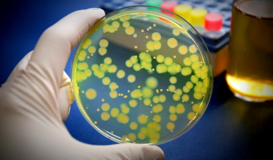 UTBRUDD: En regional utbruddsgruppe skal kartlegge utbruddet av bakterien Pseudomonas aeruginosa. Foto: Getty Images