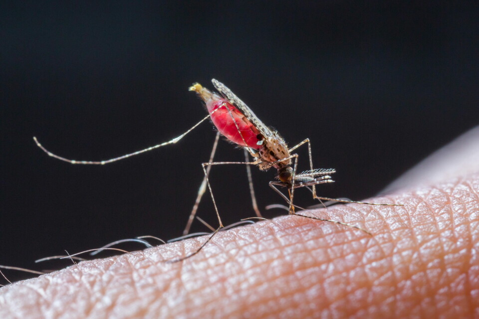 NY VAKSINE: Bioteknologiselskapet BioNTech har startet med kliniske tester av en ny vaksine mot malaria. Foto: