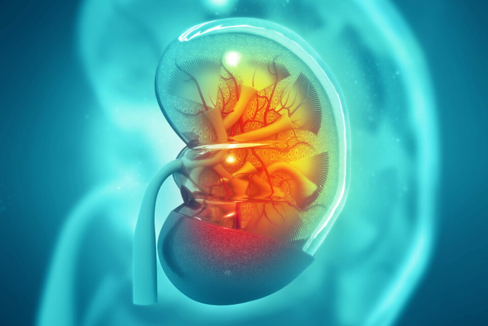 NY MULIGHET: Da Norge høsten 2022 sluttet seg til et nordisk nyreutvekslingssystem, åpnet det seg en ny mulighet for nyresyke som trenger transplantasjon. Illustrasjonsfoto: Getty Images Foto: NY MULIGHET: Da Norge høsten 2022 sluttet seg til et nordisk nyreutvekslingssystem, åpnet det seg en ny mulighet for nyresyke som trenger transplantasjon. Illustrasjonsfoto: Getty Images Foto:
