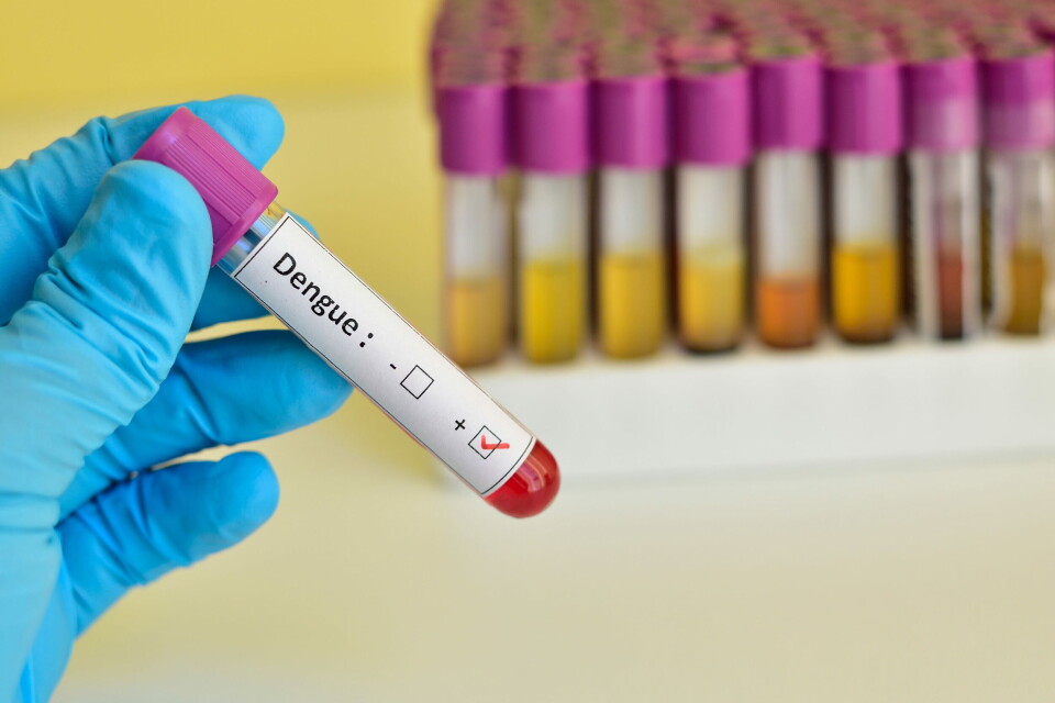 DENGUE-FOKUS: Innledningsvis vil de Novartis og Hewlett Packard jobbe med å utvikle en løsning for sykdomsovervåking av denguefeber, med fokus på India i starten. Dette er ifølge WHO en av de ti alvorligste globale helseutfordringene vi har. Illustrasjon: Getty Images Foto: