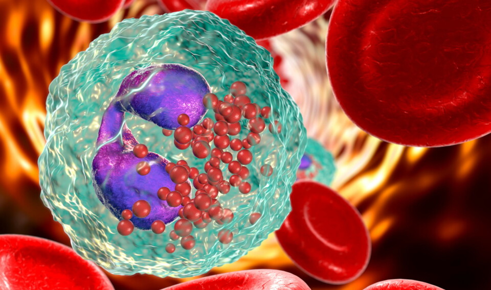 GODKJENT: EU-kommisjonen har godkjent mepolizumab for bruk i ytterligere tre eosinofil-drevne sykdommer. Illustrasjonsbilde av eosinofil i blod, hvit blodcelle: Getty Images Foto: