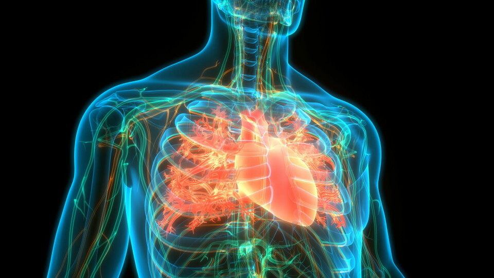 ATRIEFLIMMER: I studien så de på hvor mange som hadde atrieflimmer da de ble innlagt med hjerteinfarkt. Det viste seg at elleve prosent av de med akutt hjerteinfarkt hadde atrieflimmer. Illustrasjonsfoto: Getty Images Foto: