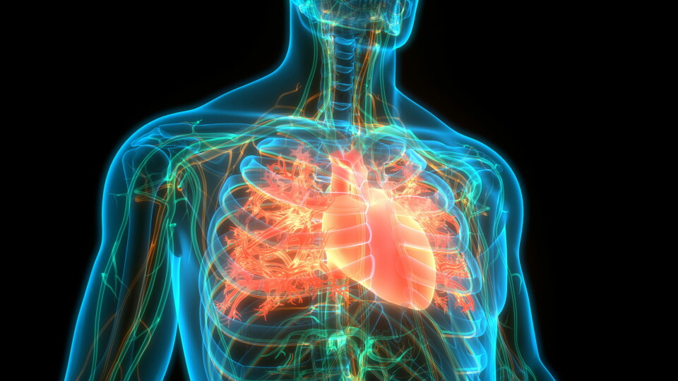 ATRIEFLIMMER: I studien så de på hvor mange som hadde atrieflimmer da de ble innlagt med hjerteinfarkt. Det viste seg at elleve prosent av de med akutt hjerteinfarkt hadde atrieflimmer. Illustrasjonsfoto: Getty Images Foto: ATRIEFLIMMER: I studien så de på hvor mange som hadde atrieflimmer da de ble innlagt med hjerteinfarkt. Det viste seg at elleve prosent av de med akutt hjerteinfarkt hadde atrieflimmer. Illustrasjonsfoto: Getty Images Foto: