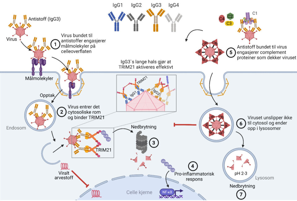 NY KUNNSKAP: Illustrasjonen viser effektiv fjerning av virus via IgG3-aktivert intracellulær immunitet, og er laget av forsker Stian Foss gjennom programmet BioRender. – Den effekten vi observerer gjennom forskningen er banebrytende, sier professor Jan Terje Andersen. Illustrasjon: Stian Foss Foto:
