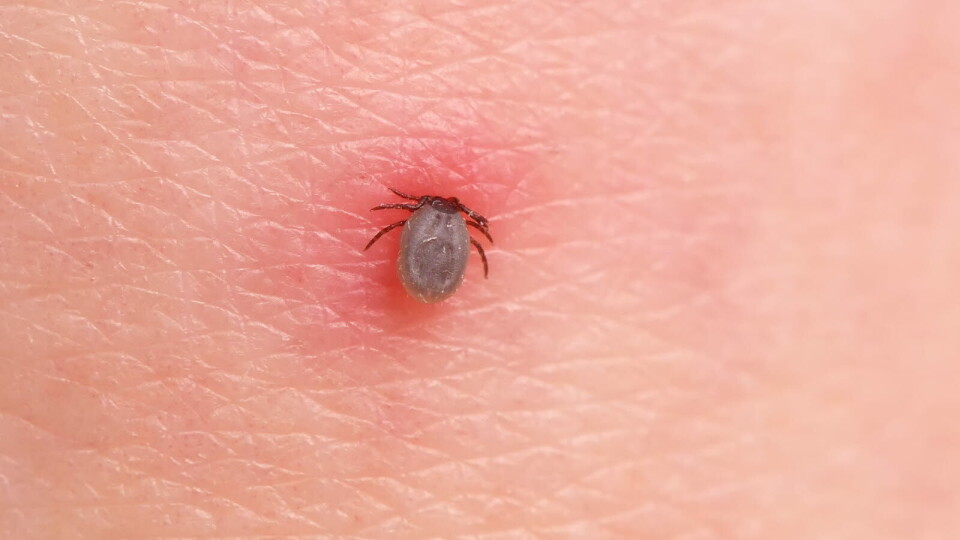 BORRELIOSE: I studien har forskerne analysert blodprøver fra 152 pasienter med symptomer på langvarig borreliose, 72 pasienter med akutt borreliose og 44 personer uten symptomer. Foto: Getty Images Foto: BORRELIOSE: I studien har forskerne analysert blodprøver fra 152 pasienter med symptomer på langvarig borreliose, 72 pasienter med akutt borreliose og 44 personer uten symptomer. Foto: Getty Images Foto: