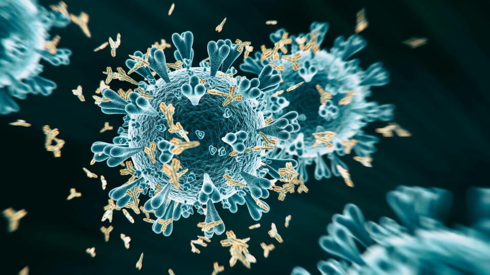 LAV MUTASJONSFREKVENS: Antistoffet binder seg til en del av piggproteinet som er konservert mellom koronavirusvariantene og som har ingen eller lav grad av mutasjonsfrekvens. Derfor kan den være effektiv mot flere mutanter.  Foto: Getty Images