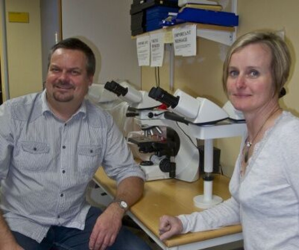 – Dette er utrolig spennende, nesten som magi! Det er ingen andre i verden som har prøvd ut nettopp dette, sier Dr. Peter McCourt ved Helsefak og forsker Susie Nilsson (bildet) fra Commonwealth Scientific and Industrial Research Organisation (CSIRO) i Australia.