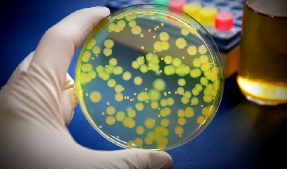 ALVORLIG: Bakterien Pseudomonas aeruginosa kan gi alvorlig infeksjon hos mennesker med svekket immunforsvar. Foto: Getty Images ALVORLIG: Bakterien Pseudomonas aeruginosa kan gi alvorlig infeksjon hos mennesker med svekket immunforsvar. Foto: Getty Images