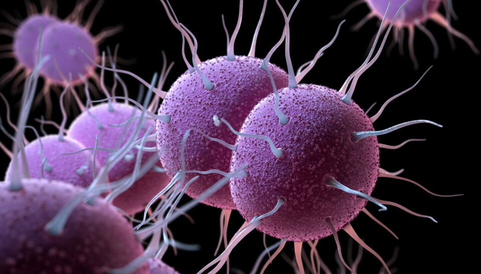 MER ENN I FJOR: 2023 endte med å bli et rekordår for gonorésmitte, og 2024 ligger foran foreløpig.. Foto: Getty Images