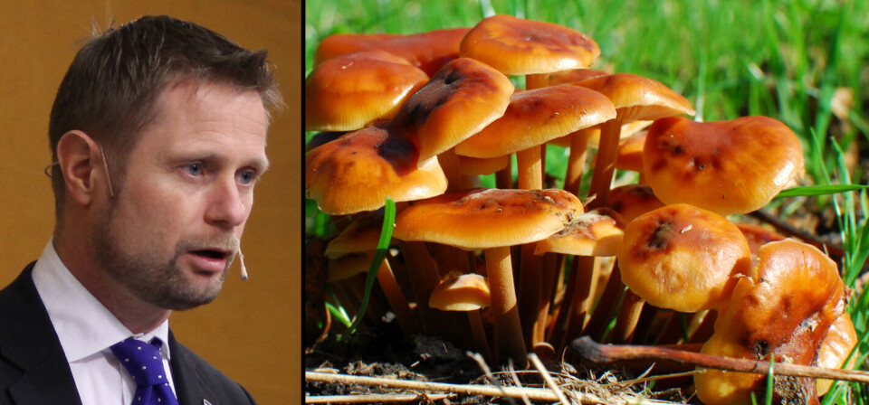 PÅ EGET ANSVAR: Det er ikke et offentlig ansvar å sørge for at soppen folk plukker er spiselig, mener helseminister Bent Høie (H). Foto: Øyvind Bosnes Engen/Colourbox (montasje)