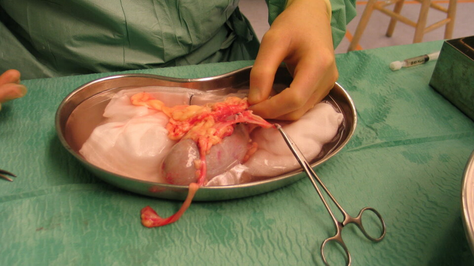 Det er Stiftelsen Organdonasjon som har hentet inn tallene. Illustrasjonsbilde: DMarkiv Foto: Det er Stiftelsen Organdonasjon som har hentet inn tallene. Illustrasjonsbilde: DMarkiv Foto: