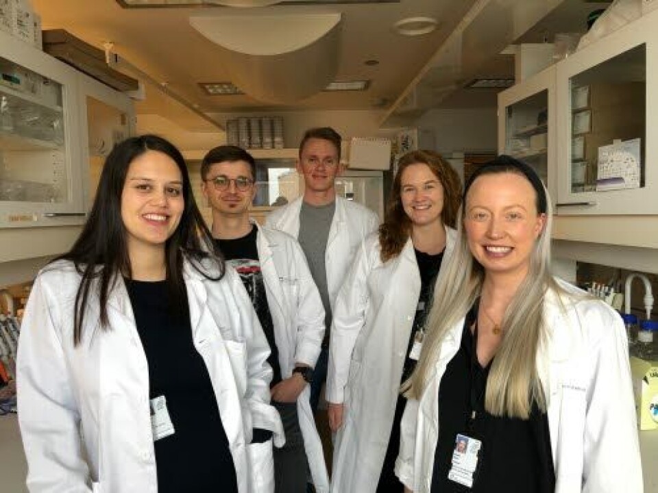 SAMARBEID: Forskningsgruppen ved Klinikk for laboratoriemedisin, som har publisert arbeidet i Science Translational Medicine. Fra venstre: Jeannette Nilsen, Algirdas Grevys, Torleif Tollefsrud Gjølberg. Heidrun ElisaberthLode og Malin Bern.
Foto: Simone Mester SAMARBEID: Forskningsgruppen ved Klinikk for laboratoriemedisin, som har publisert arbeidet i Science Translational Medicine. Fra venstre: Jeannette Nilsen, Algirdas Grevys, Torleif Tollefsrud Gjølberg. Heidrun ElisaberthLode og Malin Bern.
Foto: Simone Mester