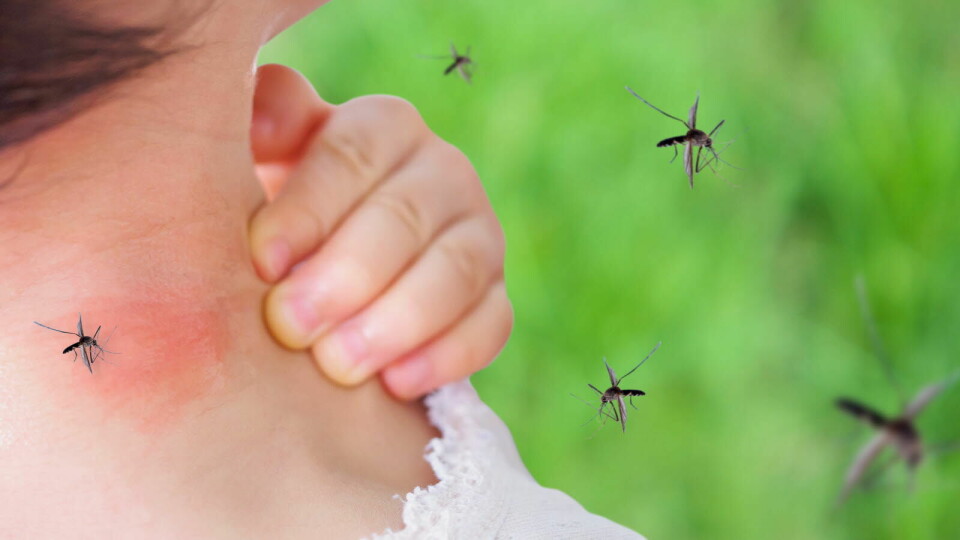 MYGGSMITTE: En av forskerne bak studien, Camilo Mora, fikk selv et virus overført via myggestikk, etter en oversvæmmelse i landsbyen han kommer fra som skapte ideelle forhold for mygg. Illustrasjonsfoto: Getty Images Foto: