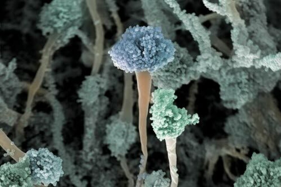 DØDELIG: Muggsoppen Aspergillus fumigatus har utviklet en høy grad av resistens mot azoler, og den kan være dødelig for personer med redusert immunforsvar. Verdens helseorganisasjon mener soppmiddelresistens kan bli en global helsetrussel. Foto: Jannicke Wiik-Nielsen, Veterinærinstituttet DØDELIG: Muggsoppen Aspergillus fumigatus har utviklet en høy grad av resistens mot azoler, og den kan være dødelig for personer med redusert immunforsvar. Verdens helseorganisasjon mener soppmiddelresistens kan bli en global helsetrussel. Foto: Jannicke Wiik-Nielsen, Veterinærinstituttet