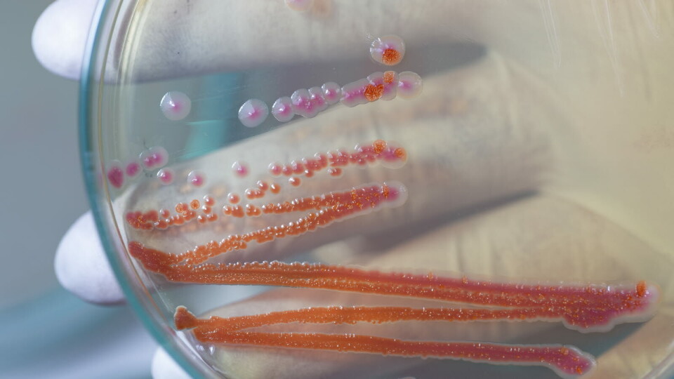 UTBRUDD: Serratia marcescens er en vanlig forekommende bakterie som blant annet trives i vann og fuktige omgivelser, samt i sykehusmiljø. Illustrasjonsfoto: Getty Images Foto: UTBRUDD: Serratia marcescens er en vanlig forekommende bakterie som blant annet trives i vann og fuktige omgivelser, samt i sykehusmiljø. Illustrasjonsfoto: Getty Images Foto:
