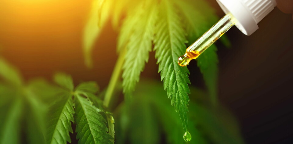 LENGRE VIRKNING: Fra før finnes det to godkjente legemidler med cannabis, men effekten av de nye typene varer mye lenger, ifølge Legemiddelverket.  Foto: Getty Images