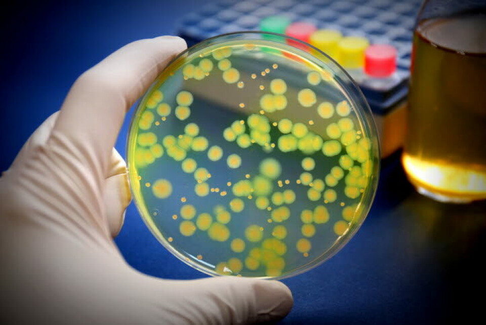 UTBRUDD: Utbruddet med bakterien Pseudomonas aeruginosa i 33 sykehus i Norge omfatter nå 239 pasienter. Illustrasjonsbilde: Getty Images Foto: UTBRUDD: Utbruddet med bakterien Pseudomonas aeruginosa i 33 sykehus i Norge omfatter nå 239 pasienter. Illustrasjonsbilde: Getty Images Foto: