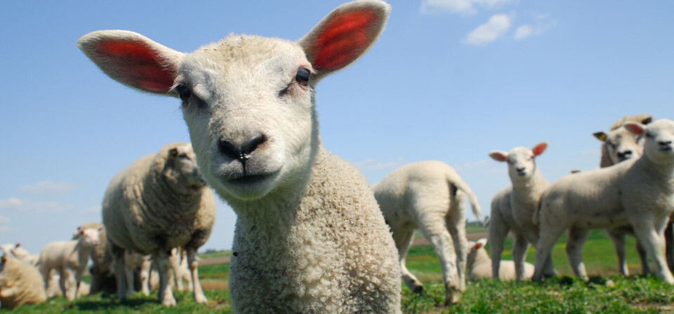 Foto: iStock/Getty Images