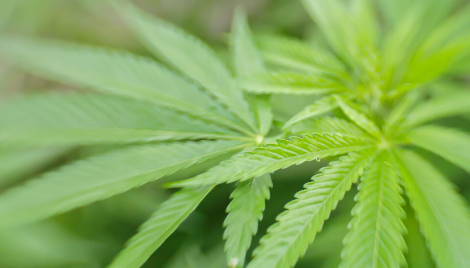 ØKNING: Andelen som sier de har brukt cannabis i løpet av det siste året, er økt, og det er bruken blant menn som er årsaken.