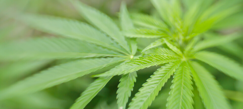 Studie viser økning i selvmordsraten blant personer med cannabisbrukslidelser