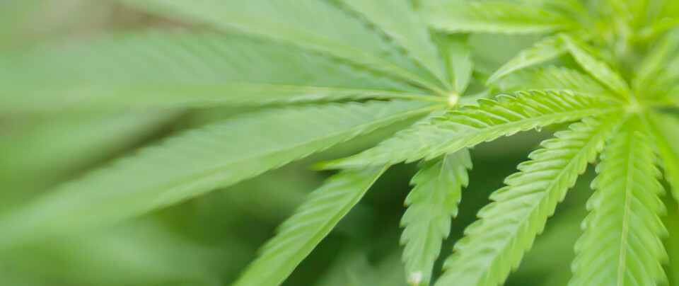 MEST BRUKT: I 2024 oppga 30 prosent å ha prøvd cannabis i løpet av livet