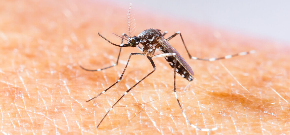 ØKENDE UTSTREKNING: Zika-viruset overføres i hovedsak gjennom myggstikk, og har blitt påvist i økende utstrekning på det amerikanske kontinentet den siste tiden. Foto: Colourbox