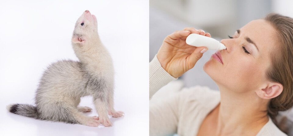 FORSTUDIER: Nesevaksinen ble prøvd ut på ildere fordi de kan få influensa og simulerer immunsystemet til barn, skriver Läkmedelsvärden. Nå skal vaksinen som er tiltenkt små barn testes på voksne mennesker. Foto: