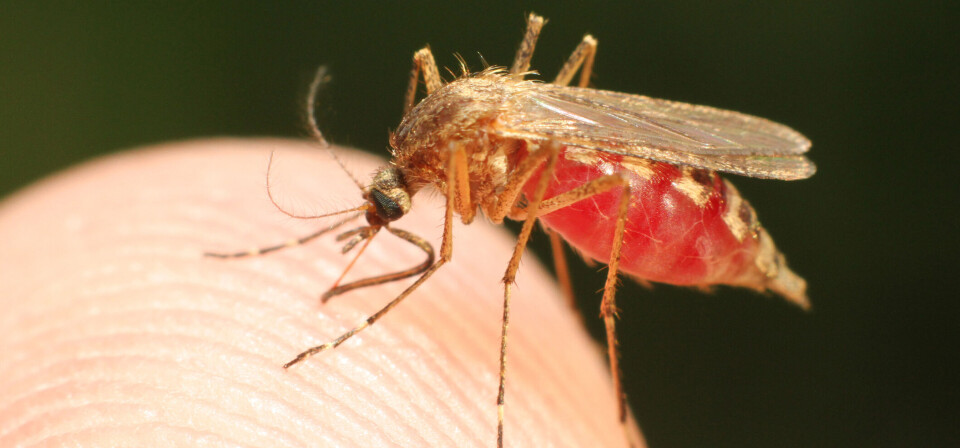VIRUS: Zika-utbruddet startet i Brasil i 2015, og har siden påvirket rundt 70 land. Foto: Thinkstock