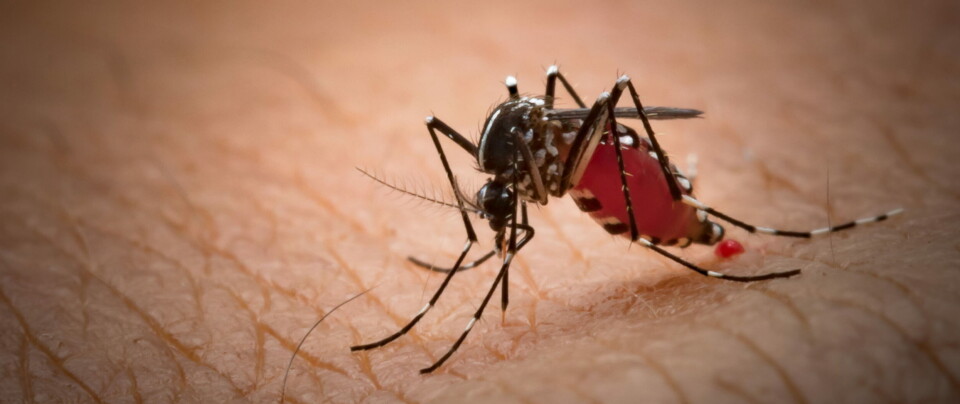 Bildet viser aedes-myggen, som er bæreren av chikungunya-viuset. Foto: Getty Images