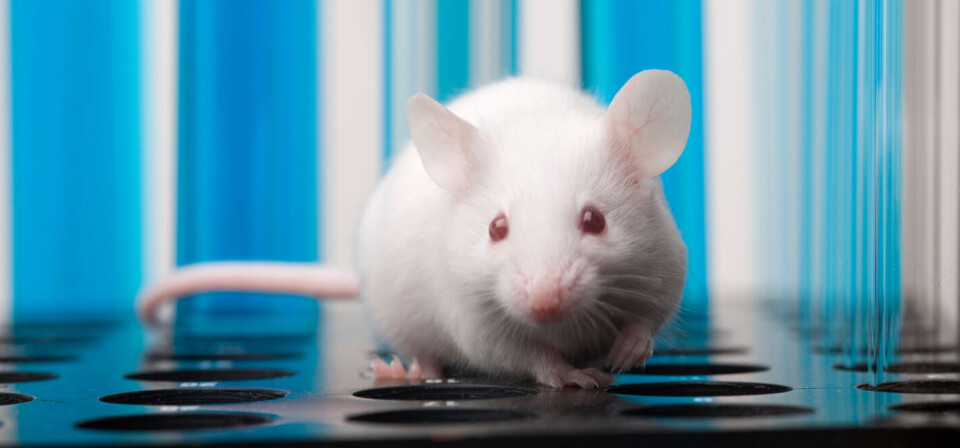 Foto: iStock/Getty Images