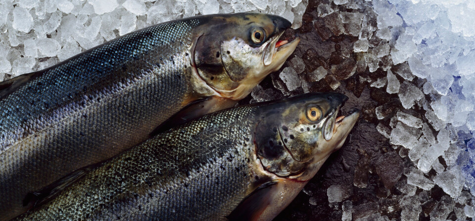 – Innenfor fiskehelseprodukter er det viktig å utrede de miljømessige konsekvensene, sier Karen Marie Ulshagen, områdedirektør i Legemiddelverket. Foto: Thinkstock