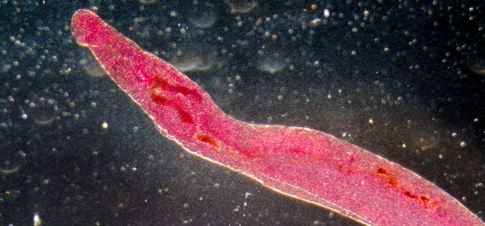 MOT PARASITTER: Samarbeidet tar i første omgang sikte på å utvikle stabile og effektive vaksinekandidater mot parasittsykdommen schistosomiasis, som forårsakes av schistosoma-ormen (bildet). Foto: Thinkstock