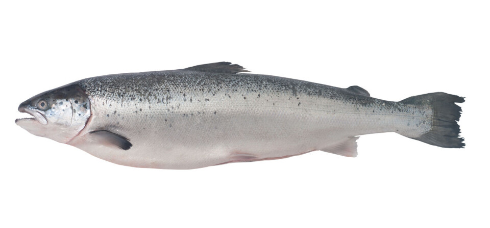 FRISK SOM EN FISK? Bransjeforeningen LMI stiller seg tvilende til om det er mulig å bekjempe lakselus og sikre fiskevelferden uten legemidler. Foto: Colourbox