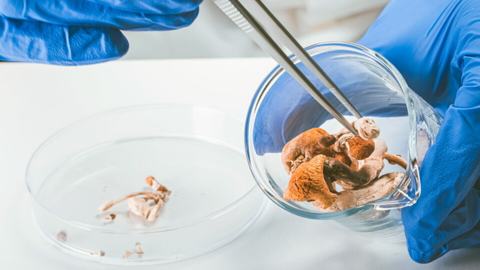 UNIK STUDIE: Psilocybinsopper, som blant annet den norske fleinsoppen, inneholder det psykoaktive virkestoffet psilocybin. Nå skal en ny studie evaluere stoffets virkning på en smertefull hodepine-lidelse. Illustrasjon: Getty Images Foto: