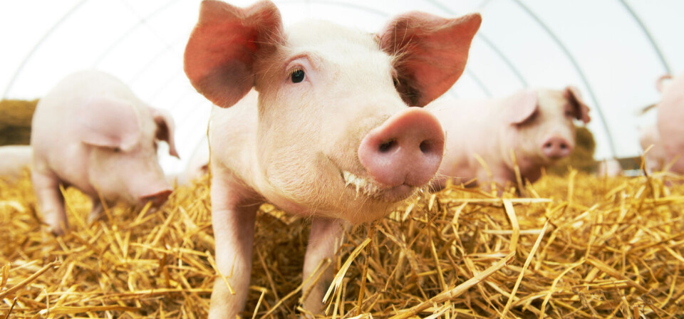 Foto: Thinkstock