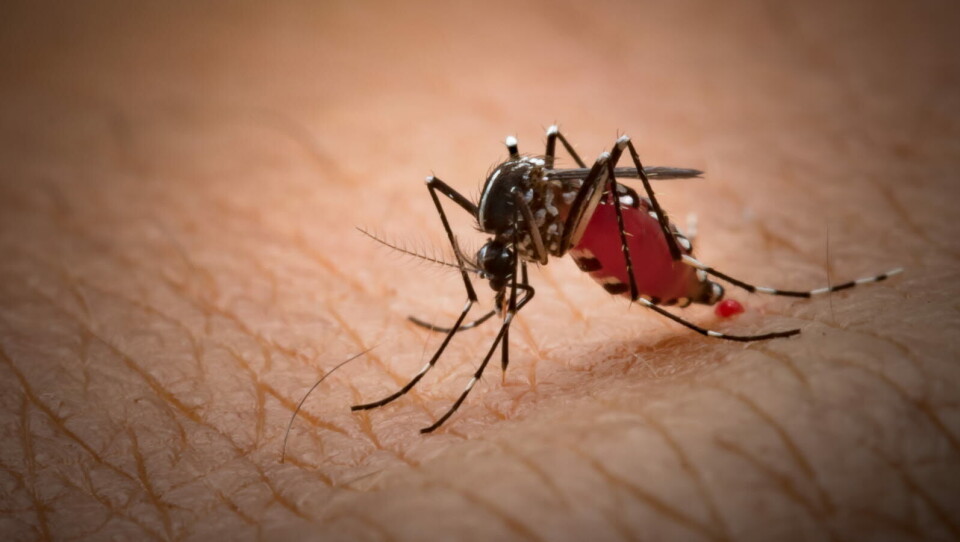 ETT STEG NÆRMERE: Bildet viser en mygg i aedes-familien, som er ansvarlige for spredning av både zikavirus, denguevirus og chikungunya-virus. En vaksine mot sistnevnte virus kan nå nærme seg godkjenning. Illustrasjon: Getty Images Foto: