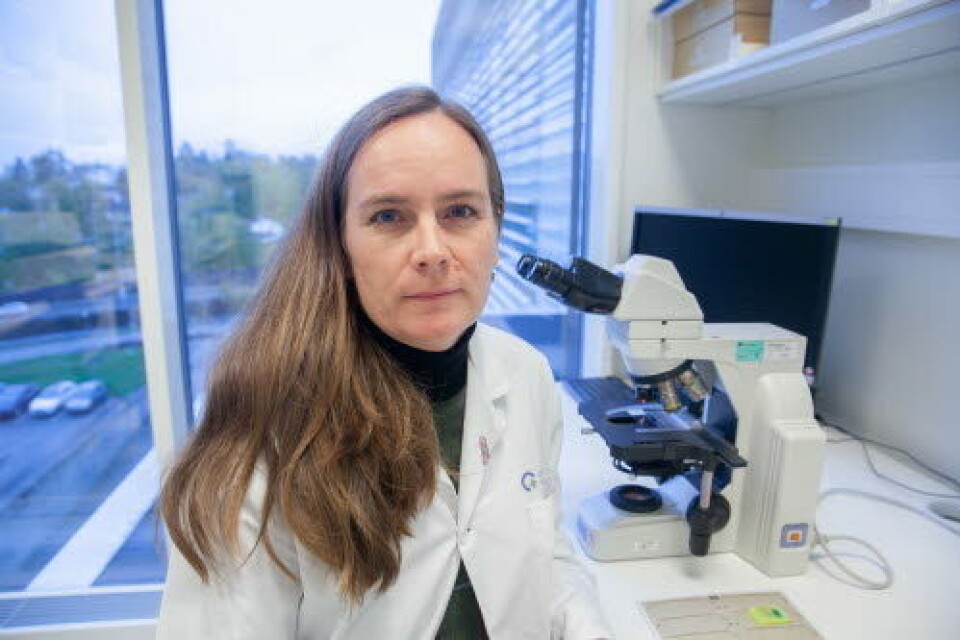 VIL STYRKE KOMPETANSEN: I Nederland har man gjennomført virtuelle «molekylære tumor boards» (MTB), og Hege Russnes tenker at dette kan være aktuelt også i Norge.
Foto: Vidar Sandnes VIL STYRKE KOMPETANSEN: I Nederland har man gjennomført virtuelle «molekylære tumor boards» (MTB), og Hege Russnes tenker at dette kan være aktuelt også i Norge.
Foto: Vidar Sandnes