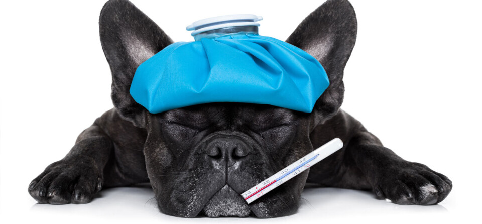 Illustrasjonsbilde: ThinkStock. Foto: