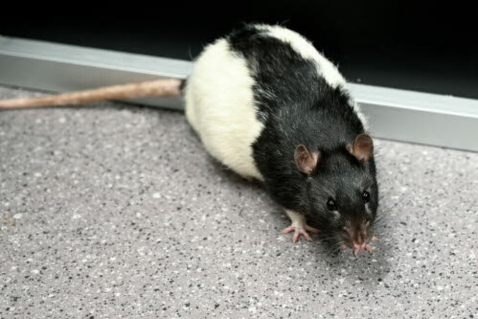 Rottenes atferid ble ikke påvirket av at hjernebølgenes frekvens ble tredoblet.
Foto: Ola Sæther, UiO Rottenes atferid ble ikke påvirket av at hjernebølgenes frekvens ble tredoblet.
Foto: Ola Sæther, UiO