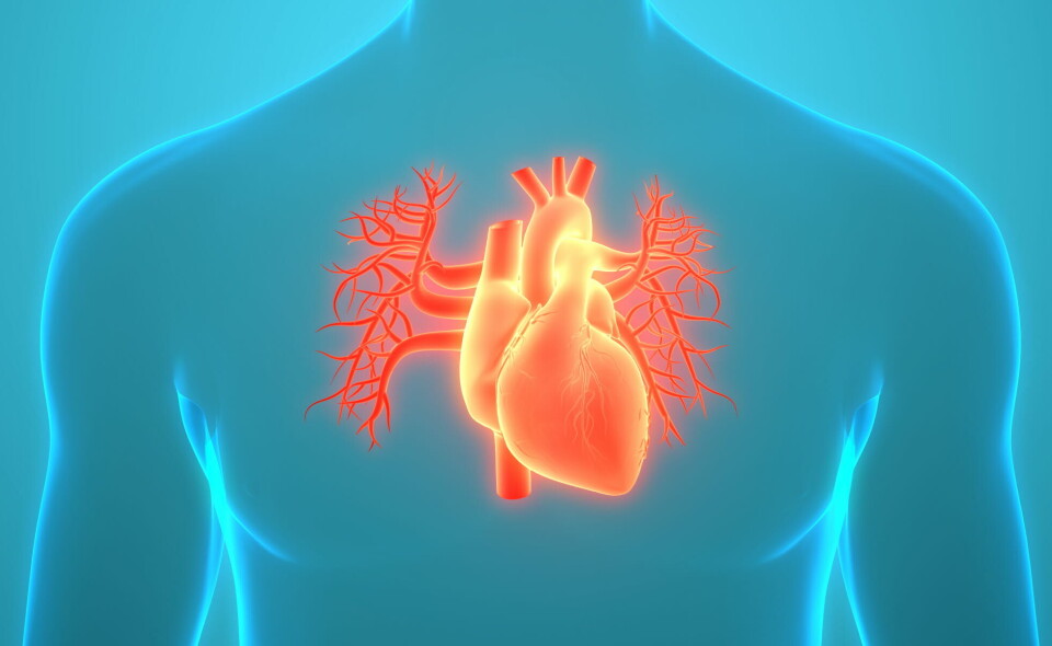 PACEMAKER: Pasientene i studien er randomisert til behandling med eller uten pacemaker, og i neste omgang ablasjon. Illustrasjonsbilde: Getty Images Foto: PACEMAKER: Pasientene i studien er randomisert til behandling med eller uten pacemaker, og i neste omgang ablasjon. Illustrasjonsbilde: Getty Images Foto: