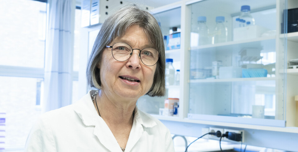FORSKNINGSPRIS: Anne Spurkland får prisen for sin forskning på om mors immunsystem avslører sykdom i svangerskapet, autoimmune sykdommer og immunsystemet generelt.