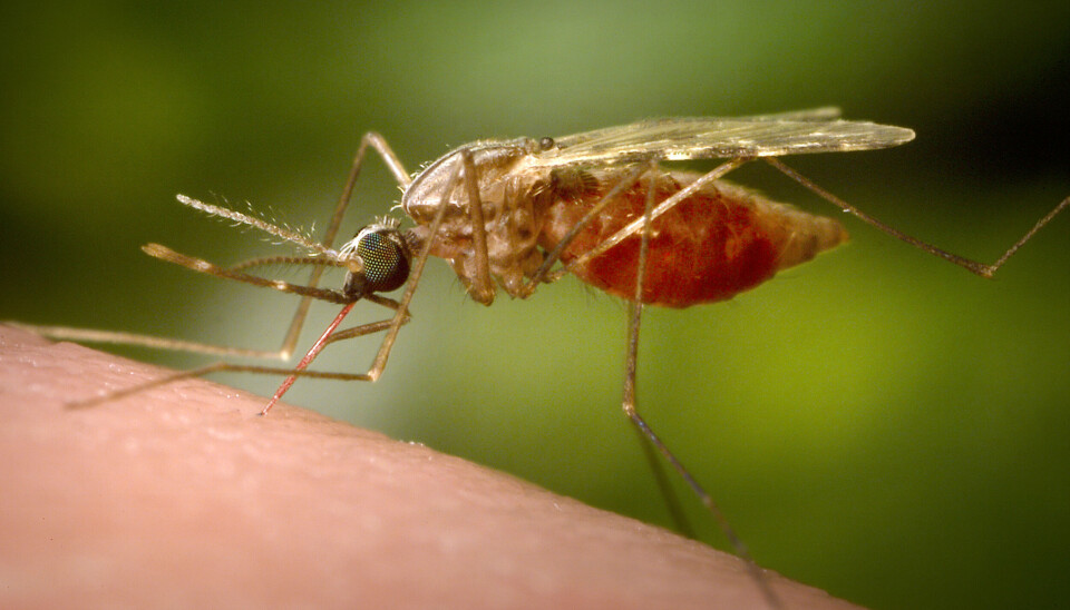 DØDELIG: Malaria tar livet av over 600.000 personer i året. Tolv land i Afrika får nå den nye vaksinen mot malaria, som spres via mygg. Foto: James Gathany / CDC via AP / NTB