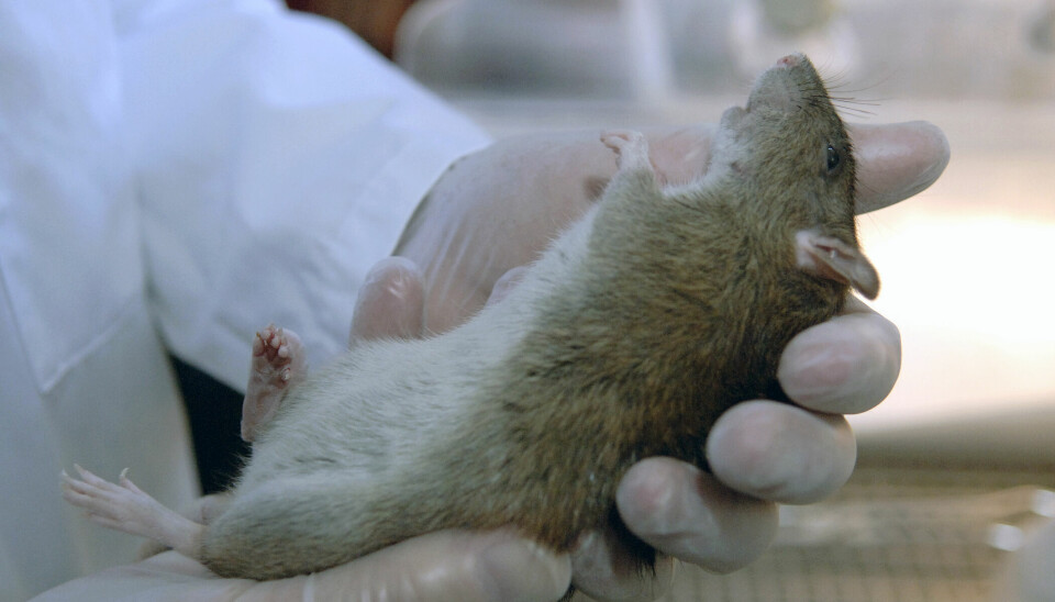 NYE HJERNECELLER: Resultatene viste at gruppen rotter som fikk tilført trent blodplasma, hadde mer enn tredoblet nydannelse av hjerneceller i hippocampus, sammenlignet med kontrollgruppen som fikk tilført saltvann.