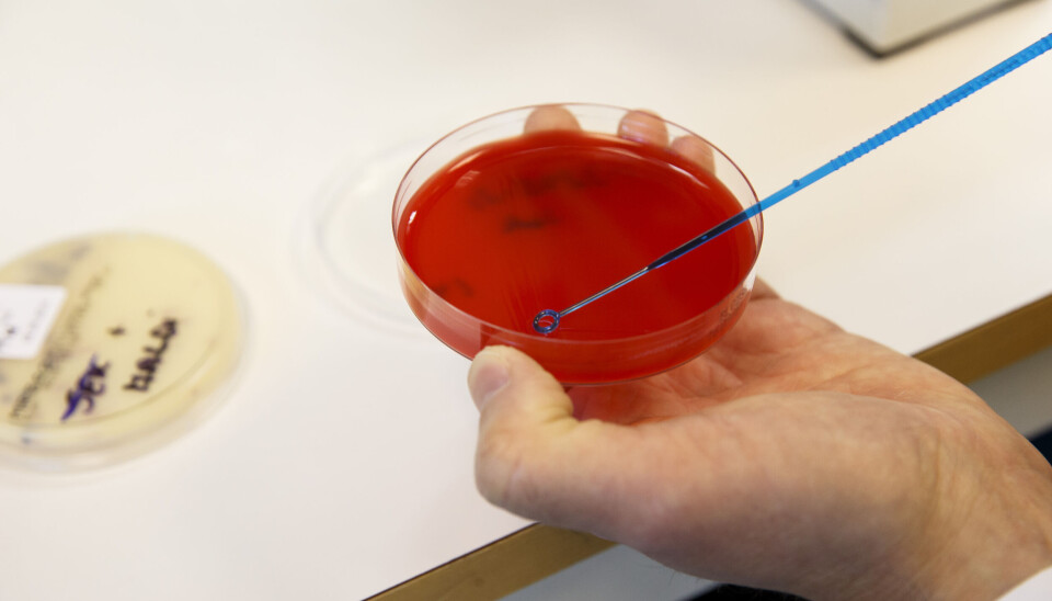 ØKNING: – Men til tross for nedgang i antibiotikabruk, viser undersøkelser en markant økning av antibiotikaresistens for enkelte bakterier, som vi ikke ønsker at skal etablere seg i norsk helsetjeneste, sier leder Gunnar Skov Simonsen
