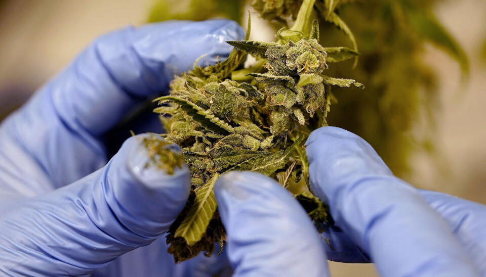 Prøveordningen med medisinsk cannabis gjøres permanent i Danmark fra 2026, når prøveperioden går ut.