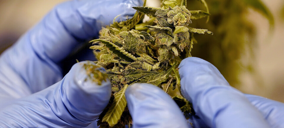 Medisinsk cannabis legaliseres i Danmark
