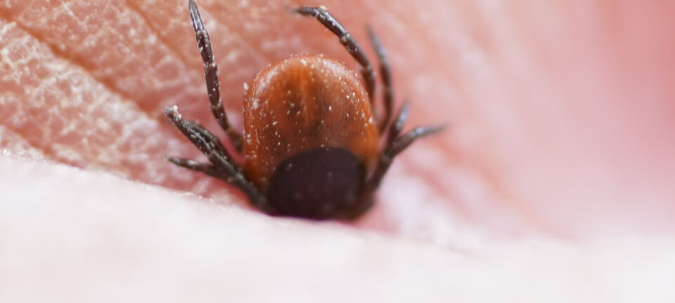 Danske forskere har utviklet enklere nevroborreliose-test